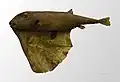 Desiccated museum specimen