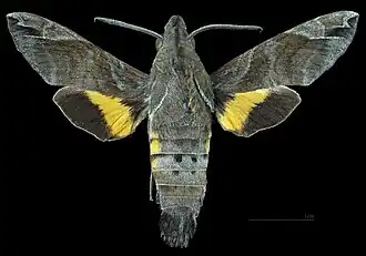 Male dorsal