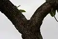 Trunk in Narsapur, Medak district, India