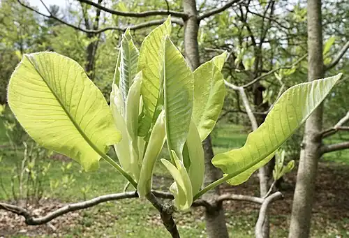 At bud break