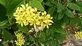 Flowers and leaves