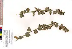 Two stem cuttings from the plant. They have jagged spear shaped leaves, some of which have turned brown and curled up.