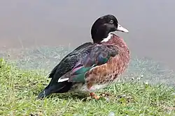 x Cairina moschata