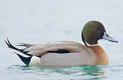 x A. acuta