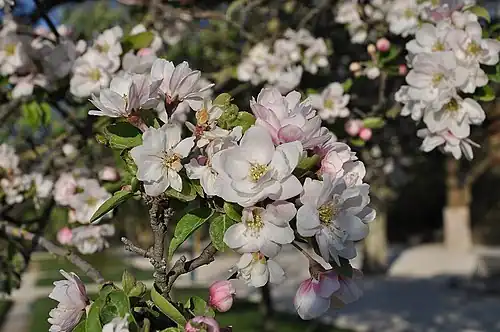 Flowering in Paris