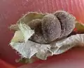 Fruit, hairy form, mature, from side