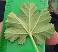 Leaf underside