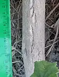 Biennial form, trunk