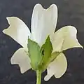 Flower much larger than calyx, green calyx with 5 broad parts, epicalyx at base formed of 3 narrow strips