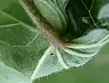 Leaf underside
