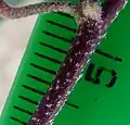 Stems stellate-haired