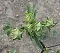 Unopened flowers showing 5-part calyx and 3-broad-part epicalyx
