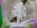 Floral organs
