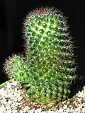 A forked specimen