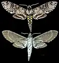 Manduca clarki