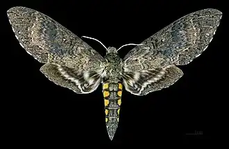 Female, dorsal view