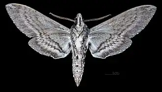 Male underside