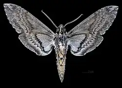 Female underside