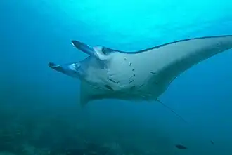 M. alfredi from Yap, Micronesia