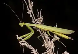 Adult male M. religiosa
