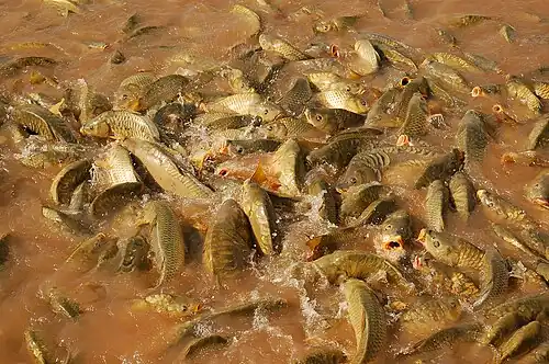 Image 29 Feeding frenzy Photograph: Luc Viatour A feeding frenzy of common carp (Cyprinus carpio) at the pond of the Agdal Gardens in Marrakesh, Morocco. Feeding frenzies may occur when predators are overwhelmed by the amount of prey available, or as a result of competition for food. More selected pictures