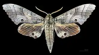 Male, dorsal view