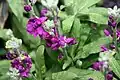 "Vintage Burgundy," Brookside Gardens, Maryland