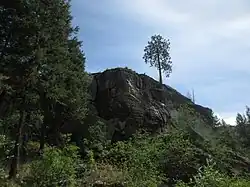 Maverick Ponderosa Pine atop an outcrop in Skaha Bluffs Provincial Park