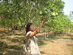Mawlamyine Pomelo