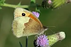 Female