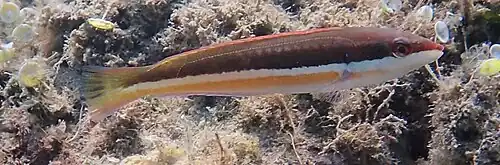 Female