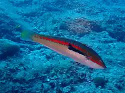 Male