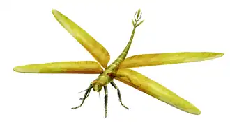 Meganeura monyi, a predatory Carboniferous insect related to dragonflies, could fly to escape terrestrial predators. Its large size, with a wingspan of 65&nbsp;cm (30&nbsp;in), may reflect the lack of vertebrate aerial predators at that time.