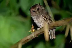 Rufescent screech-owl