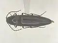 Melanotus hyslopi, Canada