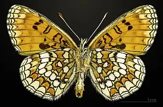 Male underside