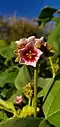 Pink flowered variety. Dededo, Guam
