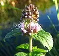 corolla mauve, leaves opposite [15]