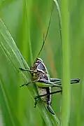nymph