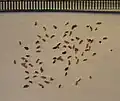 Seeds