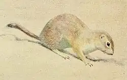 Drawing of brown squirrel