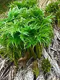 Edible green shoots emerging in Spring from dead leaf bases of previous years growth
