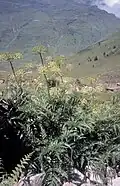 Flowering plant in the Jardin botanique du Tourmalet