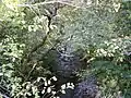 Moniack Burn, viewed through the trees