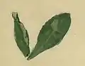 A discoloured leaf of Primula farinosa