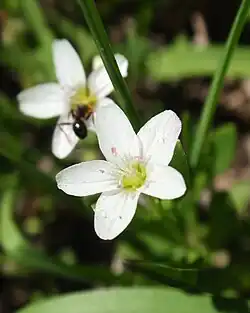 Montia chamissoi