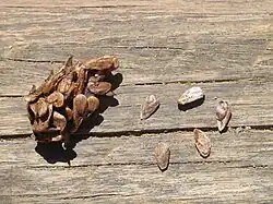 Seeds