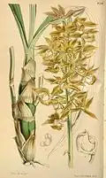 Mormodes cartoni, one of the species likely pollinated by E. mixta.