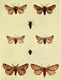 Related species