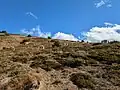 Mountain goats on Banshee Peak